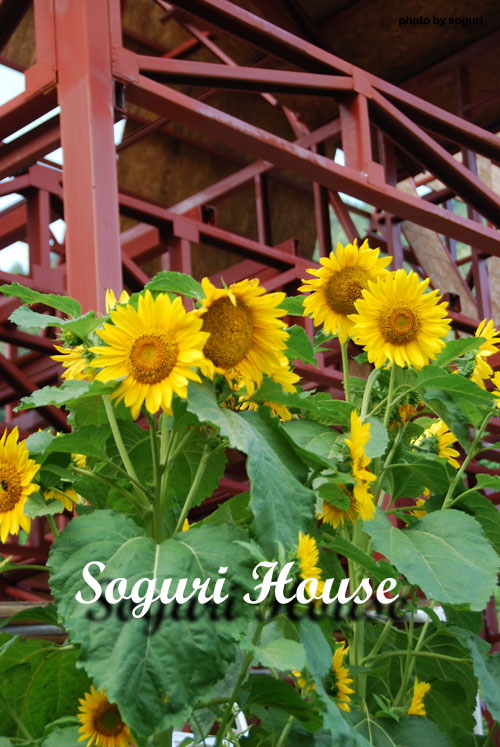 단양 복층 스틸하우스 형강골조와 해바라기꽃