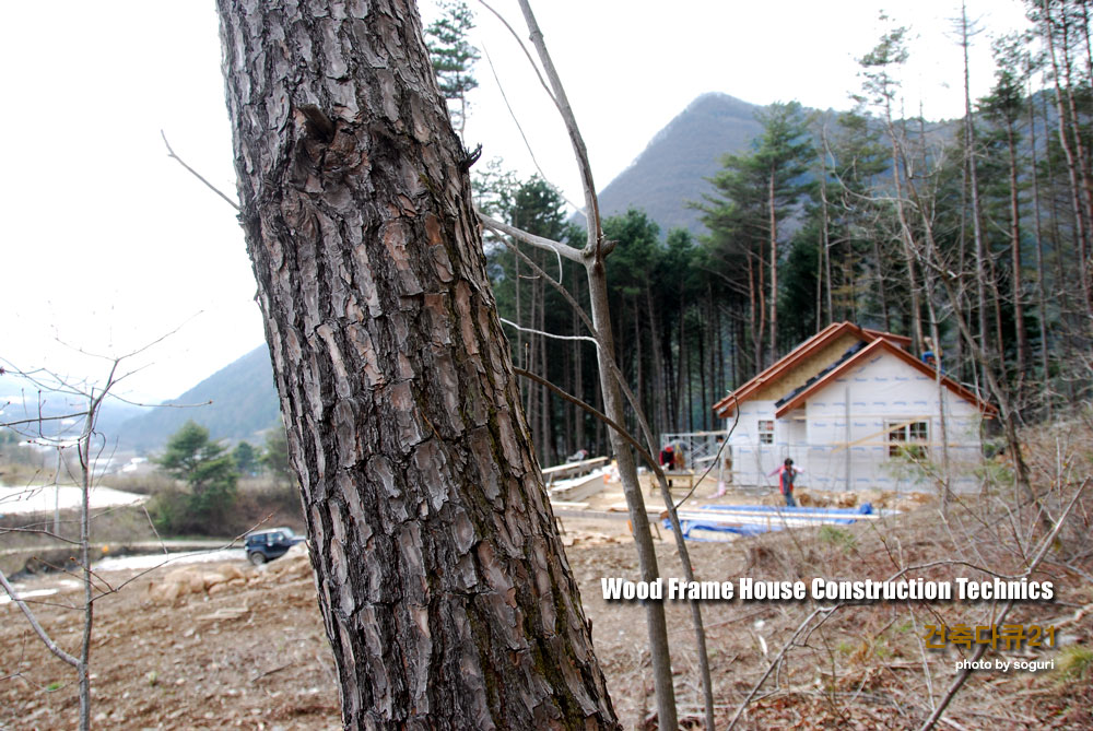 강원도 소나무와 목조주택 신축공사 현장 전경 