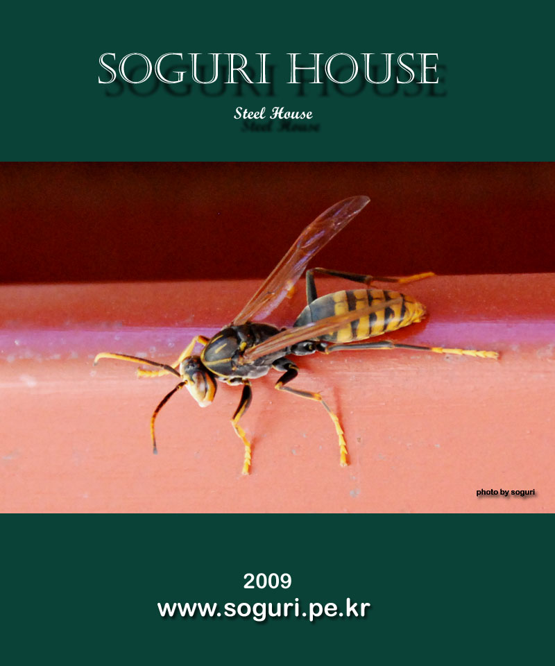 단양 스틸하우스 신축공사 현장의 C형강 위에 앉은 바다리